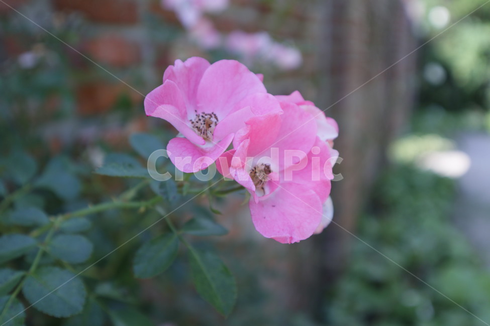 blossom,제라늄,plant,식물,flower,꽃,geranium,장미,식물,자연,plants,nature,꽃,flower