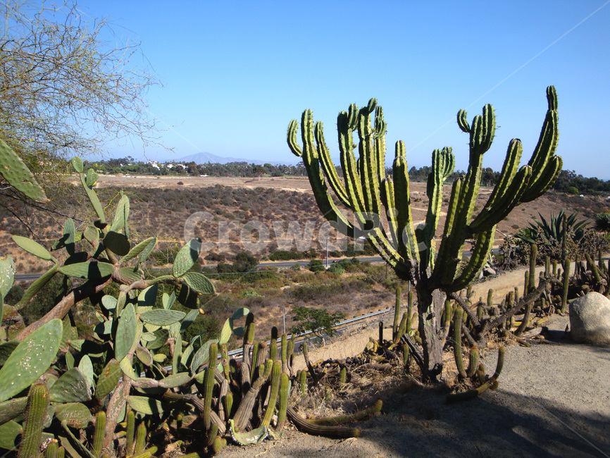 선인장,사막,샌디에고,고속도로,highway,catus,desert,sandiego,pullover,세계자연풍경,해외자연풍경,외국자연풍경,world nature landscape,plant,식물,cactus