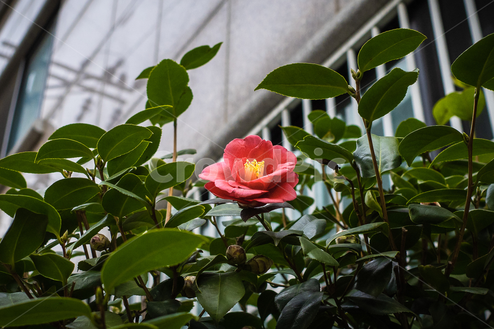 plant,식물,blossom,꽃,flower,야외,봄,가지,흰꽃,하늘,하얀색,녹색,주택가,오렌지,핑크