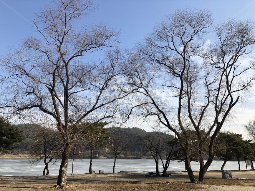 하늘,나무,겨울,파랑,호수,자연,풍경