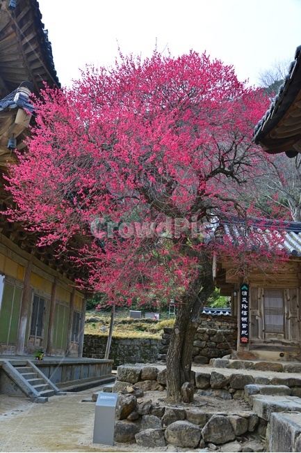 outdoors,옥외,architecture,건축물,building,건물,plant,식물,구례,화엄사,사찰,절,불교,유적지,문화재,경치,경관,풍경,홍매화,흑매,화엄사홍매화