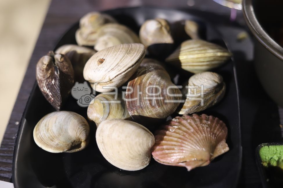 seafood,fungi,seashell,Collection of seashells,clam,invertebrate,invertebrates
