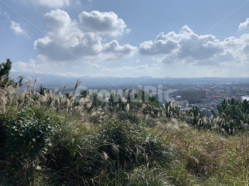 제주도,올레길,둘레길,갈대,가을,제주,제주도올레길,오름,제주오름