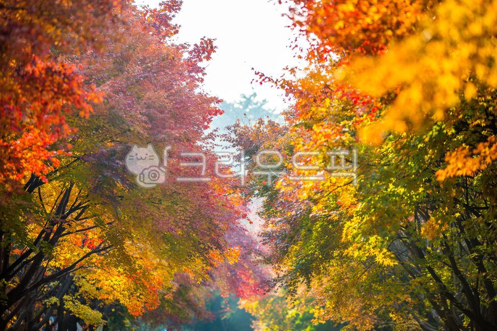 leaf, 잎, plant, 식물, tree, 사진,이미지,일러스트,캘리그라피 - 김권영작가
