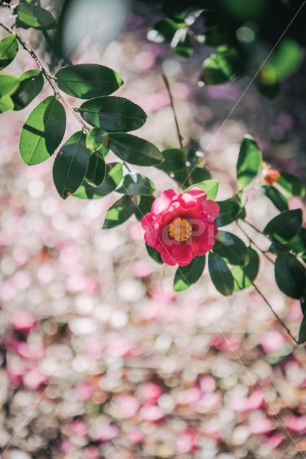 제주,jeju,제주도,jejudo,동백,꽃,동백꽃,카멜리아,flower,식물,자연,plants,nature,꽃,flower,감성,sensible,feeling,색깔,색상,색채,색감,color sense,color sensitivity,feeling of color