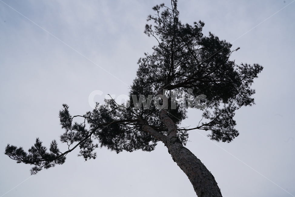 소나무,솔나무,plne,tree,나무,plant,식물,treetrunk,나무줄기