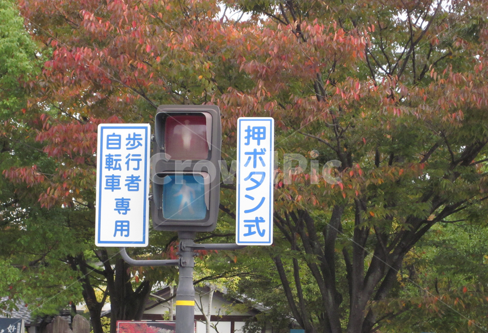 일본,신호등,일본신호등,교통신호등,횡단보도,landscape,도시,city,교통,교통수단,traffic,transportation