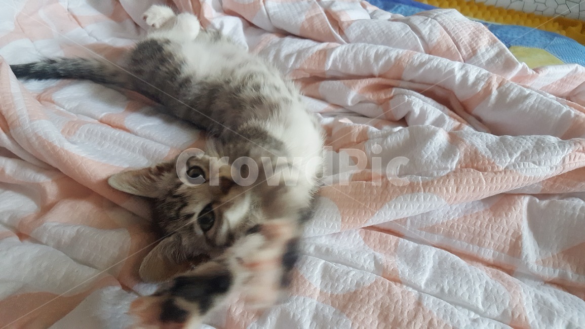 고양이,기지개,암컷,믹스묘,고등어태비,길냥이,반려동물,가족,pseudoidea,cat,휴식,나른한