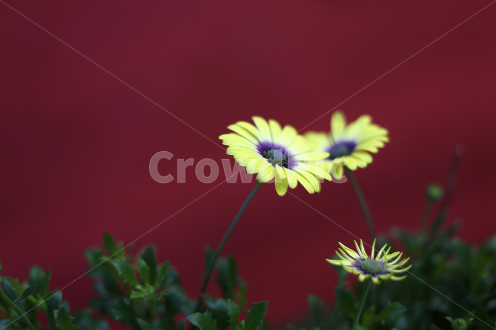 꽃,flower,빨간색,빨강,노란색,노랑