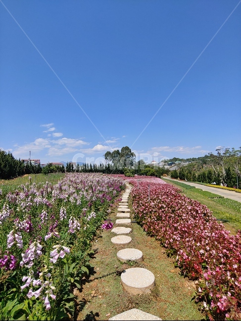 fir,전나무,나무,tree,plant,식물,flower,blossom,꽃,꽃밭,flowerbed,flowergarden,풍경,자연,nature,landscape,scenery,view,scene