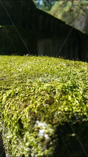 도봉,건물,벽,이끼,초록,식물,자연,plants,nature