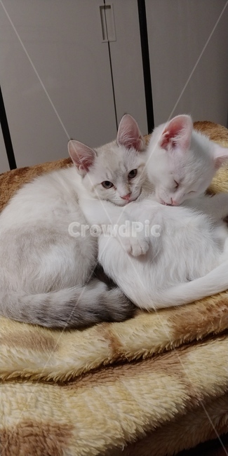 고양이,반려묘,동물,포유류,아기고양이,야옹이,냥이,새끼고양이,cat,pet,동물,animal,포유류,mammal,고양이,cat,kitten,kitty
