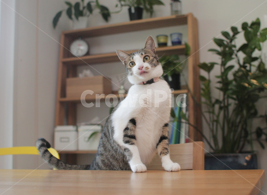 고양이,코리안숏헤어,코숏,집냥이,cat,kitty,animal,동물