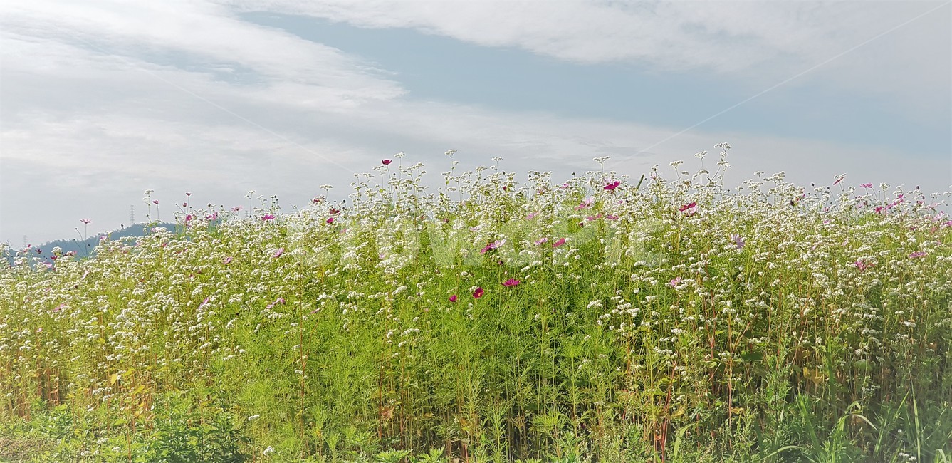 가을,꽃,코스모스,메밀,순수,식물,자연,계절,풍경,감성,flower,서정,nature,하늘,beauty,구름,가을,계절,fall,autumn,season,자연,풍경,nature,landscape,식물,plants,꽃,flower,outdoors,옥외,grassland,목초지,field,들