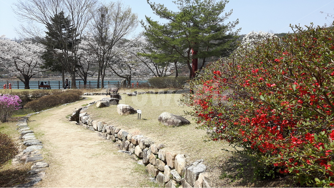 봄배경,개나리,진달래,벛꽃,봄,자연,공원,나무,풍경,식물,풀,하늘,꽃,야외,목재,잎,여름,산,길,호수,낮,맑은날,돌담,녹색,빨강,분홍색,산책길,여유,휴식,Springbackground,forsythia,azalea,spring,nature,park,landscape,grass,sky,flowers,openair,wood,leaves,summer,mountain,stonewall,road,lake,rest,pink,clearday,Stonewalls,green,red,walkingpaths,relaxation,봄,계절,spring,season,자연,풍경,nature,landscape,plant,tree