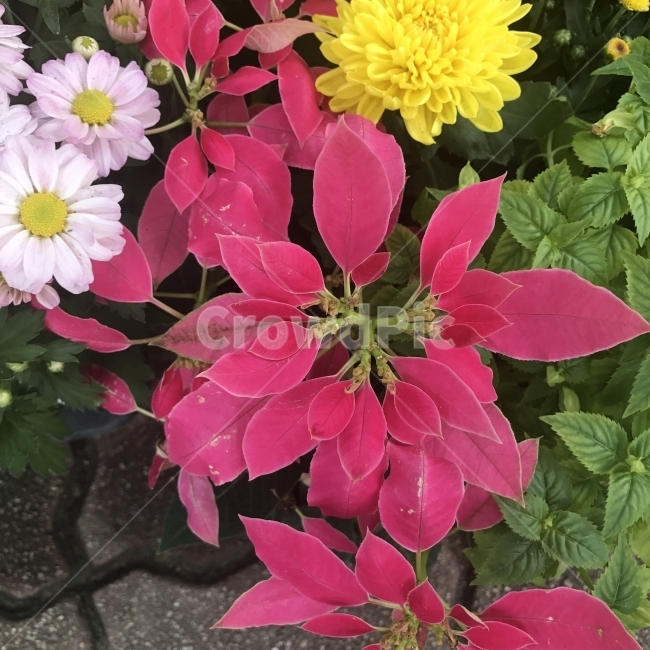 포인세티아,멕시코불꽃,홍성목,Poinsettia,ChristmasFlower,Christmasstar,대극과,열대활엽,소관목,관상용,실내분화,자주꽃,식물,나무,Tree,Flower,꽃,식물,자연,plants,nature,꽃,flower