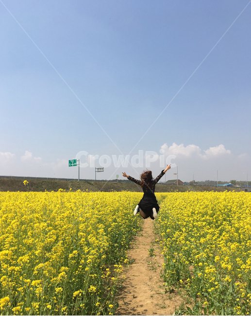 유채,유채꽃,유채꽃밭,봄,꽃밭,꽃,flower,sky,하늘,자연,경관,경치,들,들판,노란색,노랑,노랑색,yellow,노란꽃