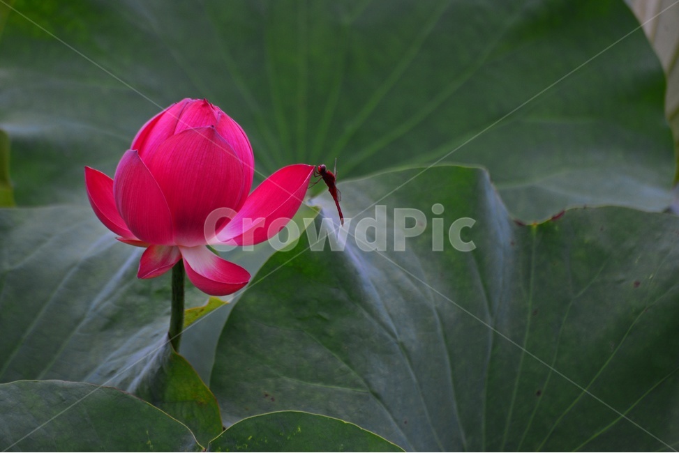 flower,blossom,꽃,petal,꽃잎,plant,식물,부여,궁남지,연꽃축제,수련,연꽃,홍연