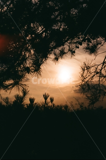 나무,해,태양,해질녘,노을,일몰,자연,풍경,자연,풍경,nature,landscape,plant,식물