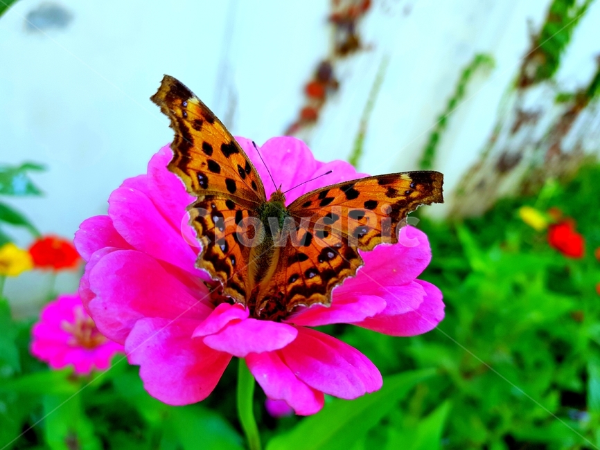 꽃,식물,나비,곤충,도시,식물,자연,plants,nature,꽃,flower,곤충,벌레,insect,bug