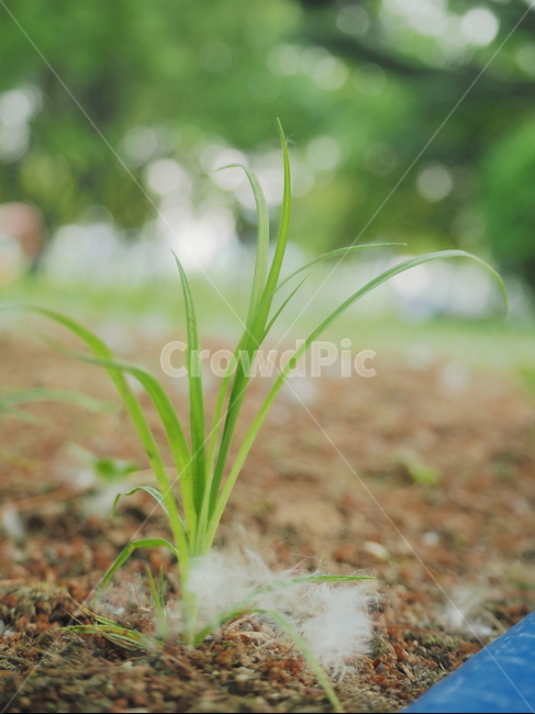 봄,잡초,풀,자연,풀잎,식물,자연,plants,nature