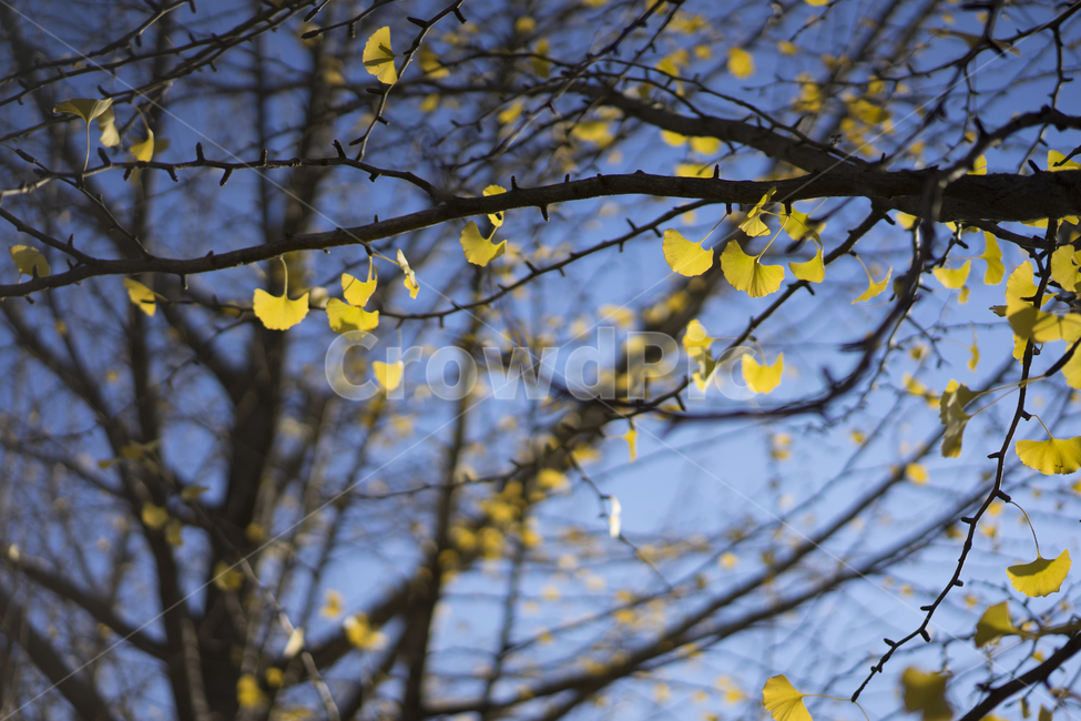 은행나무,은행나무길,노란단풍,가을,가을단풍,가을,계절,fall,autumn,season,plant,식물