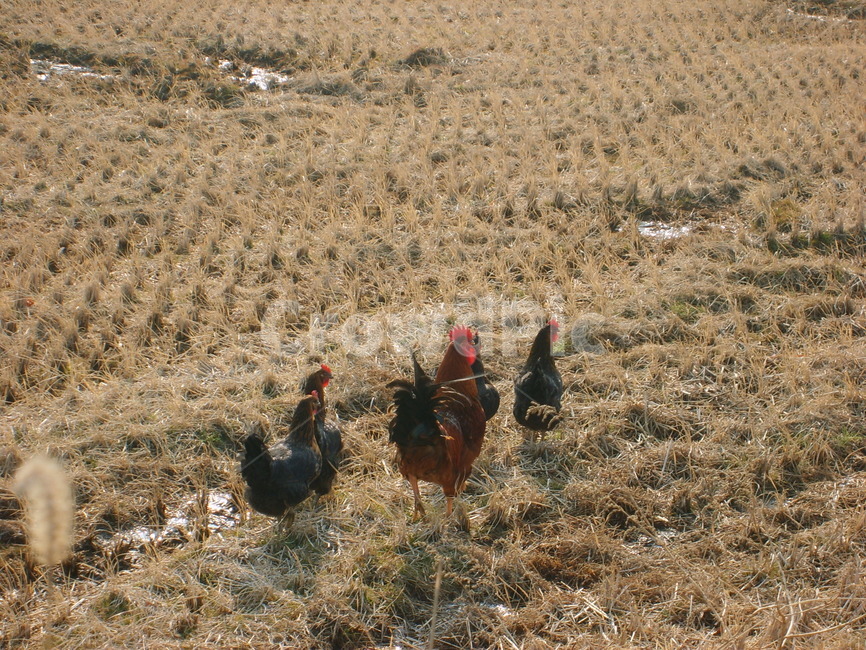 닭,동물,암탉,수탉,오골계,동물,animal,조류,새,birds