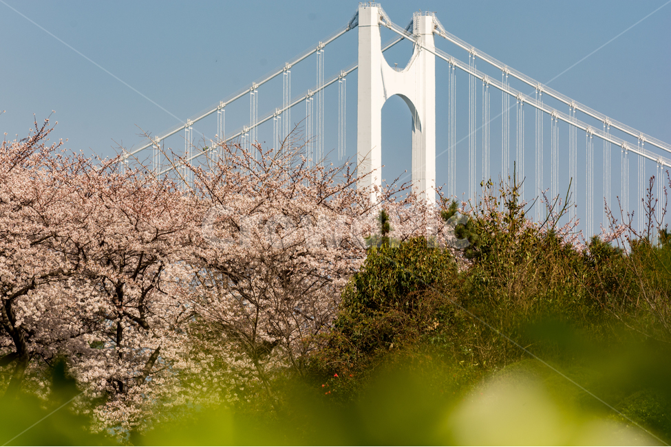 	봄,벚꽃,cherryblossom,꽃,자연,풍경,하늘,나무,감성,광안대교,부산,봄,계절,spring,season,식물,자연,plants,nature,꽃,flower