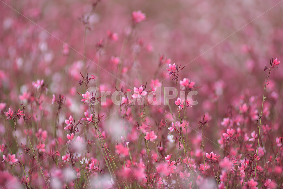 가우라,홍접초,바늘꽃,꽃,식물,식물,자연,plants,nature,꽃,flower,색깔,색상,색채,색감,color sense,color sensitivity,feeling of color