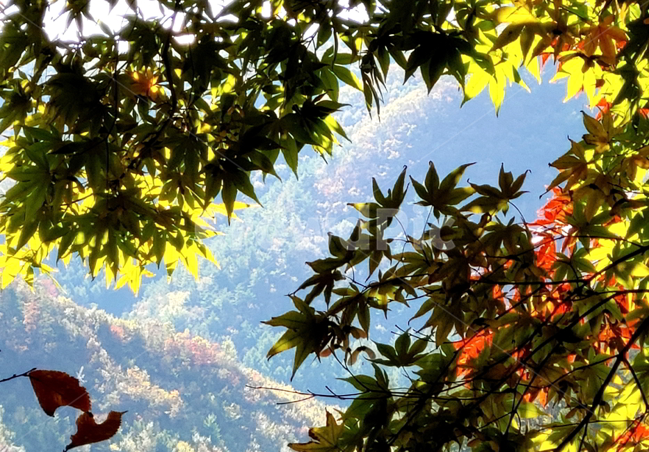 단풍,가을,산,나무,붉은단풍,가을,계절,fall,autumn,season,자연,풍경,nature,landscape,leaf,잎,plant,식물