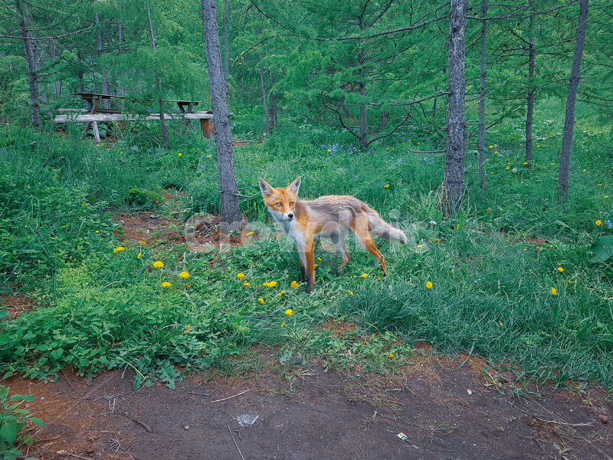 여우,fox,동물,여우눈,야생동물,동물,animal,포유류,mammal