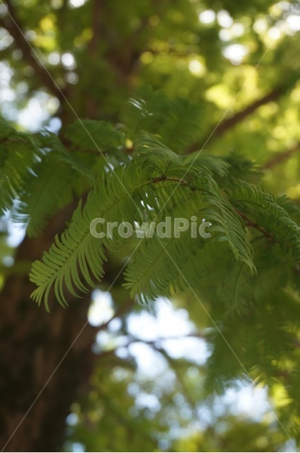메타세콰이어,나뭇잎,나무,식물,잎,식물,자연,plants,nature