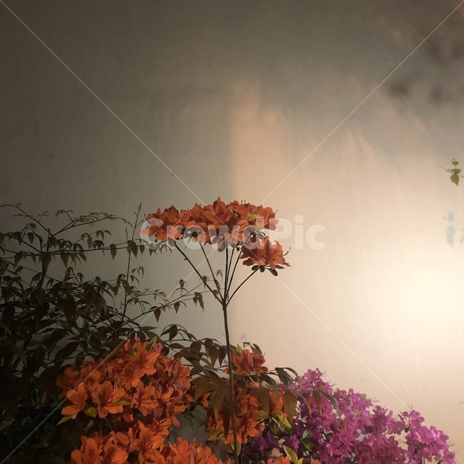 꽃,그림자,철쭉,빨간,flower