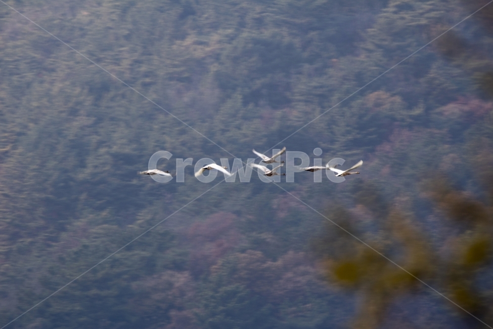 철새,새,겨울철새,조류,송년,사진,단독사진,디자인,소스,포토,사진자료,배경,배경사진,풍경,하늘,푸른하늘,겨울,자연,새무리,무리,동물,비행,날다,새떼,기러기,두루미,재두루미,큰고니,고니,거위,백조,호수,브이대형,v자대형,실루엣,클로즈업,접사,연말,연시,신년,새해,명절,신정,구정,송구영신,근하신년,추석,천연기념물,야생,야생철새,야생오리,야생동물,동물,animal,조류,새,birds