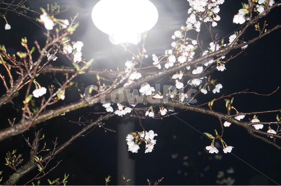 벗꽃,4월,야경,가로등,빛,흰색,봄,계절,spring,season,야경,밤,풍경,nightscape,night,landscape,식물,자연,plants,nature,꽃,flower,비,비오는날,rain,rainy,flare,플레어,light,plant
