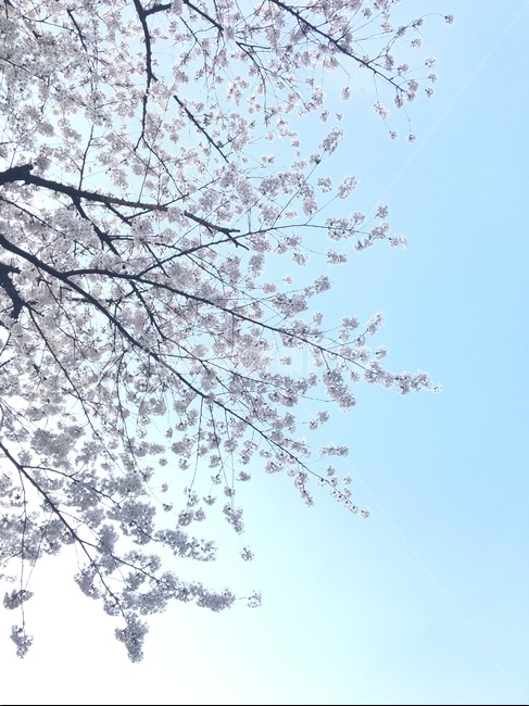 식물,꽃,나무,벛꽃,벛꽃나무,하늘,봄,봄바람,blossom,cherryblossom