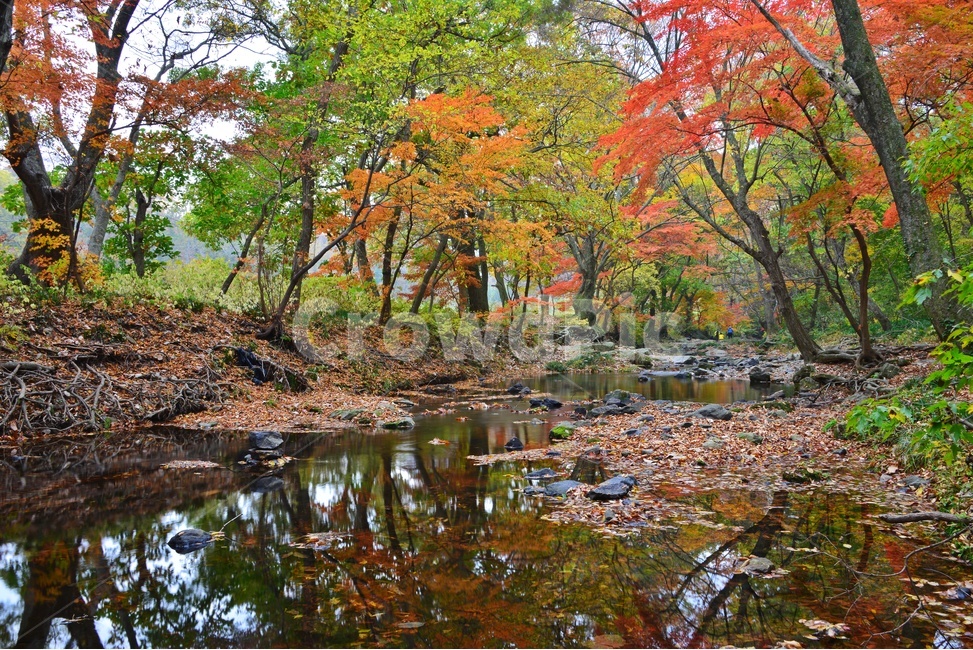 tree,나무,plant,식물,maple,leaf,잎,water,물,nature,자연,outdoors,옥외,고창,선운사,선운사가을,도솔천,가을,계절,추색,만추,단풍,반영,가을,계절,fall,autumn,season