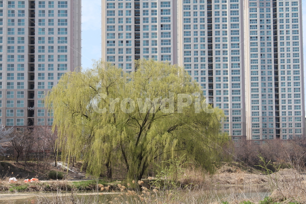 버드나무,나무,봄,새싹,자연,나무,trees,wood