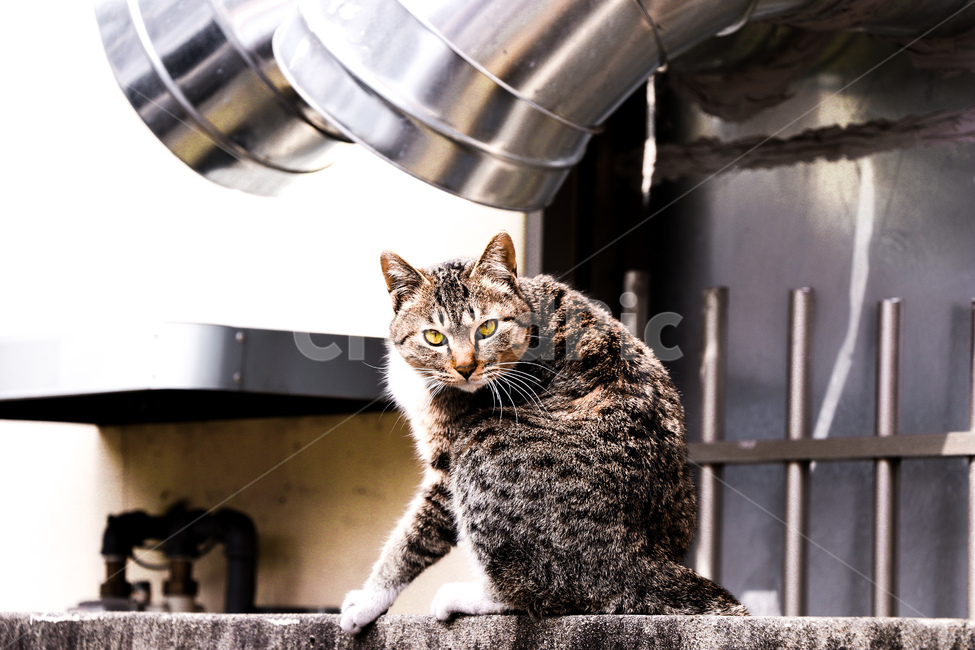 동물,animal,자연,고양이,cat,애완동물,pet,포유류,mammal