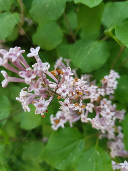 보라색꽃,꽃,flower,plant,식물