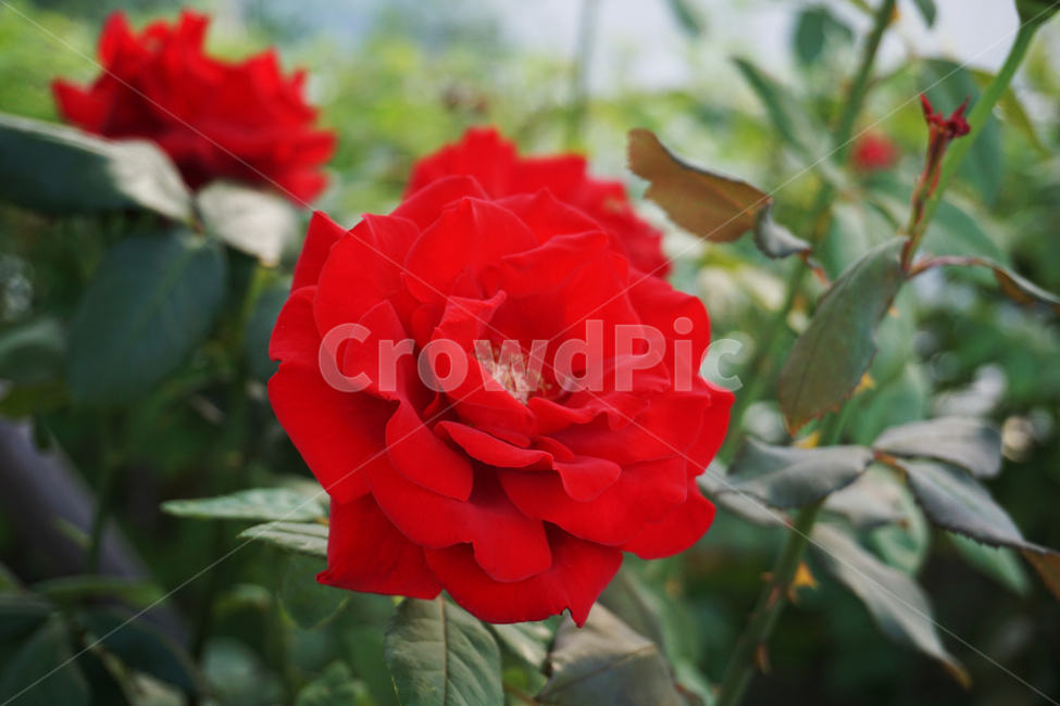여름,장미꽃,장미,빨간장미,꽃,레드,붉은,자연,접사,red,rose,redrose,빨강,summer,summerflower,만개,bloom,nature,flower,초록,green