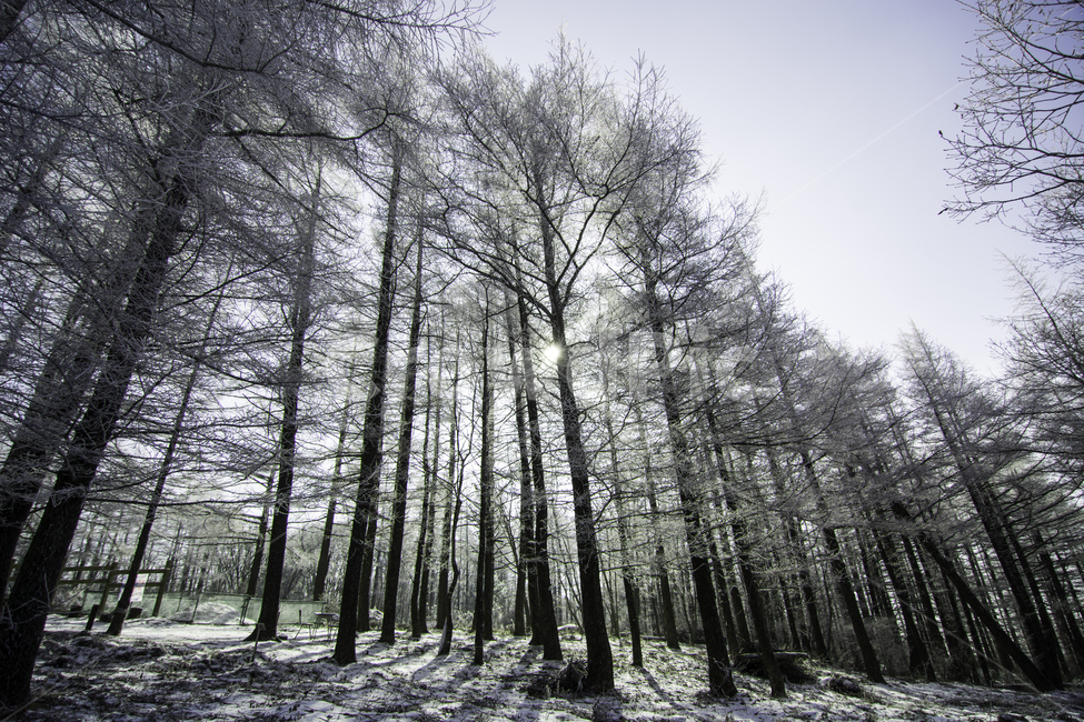 함백산,만항재,설경,풍경,정선,겨울,계절,winter,season,자연,nature,landscape,person,outdoors,옥외,tree,plant,식물,나무,전나무,abies,아비,날씨
