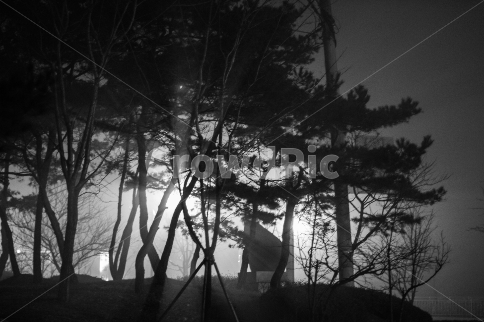 야경,nightview,나무,불빛,숲,흑백,모노톤,빛,감성,감성사진,감성적인,자연,풍경,nature,landscape,흑백,모노톤,monochrome,black and white,light,flare,플레어,silhouette,실루엣