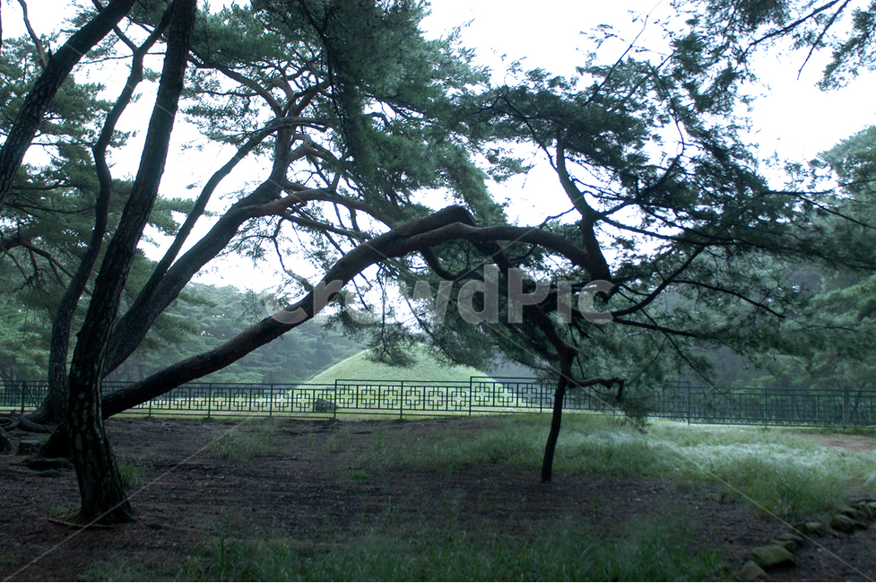 소나무,남산,안개,삼릉,식물,자연,풍경,nature,landscape,한국자연풍경,한국자연경관,korea nature landscape,랜드마크,landmark,tourist attraction,한국랜드마크,한국관광지,한국명소,korea landmark,korea tourist attraction,tree,나무,plant,tree trunk,나무 줄기