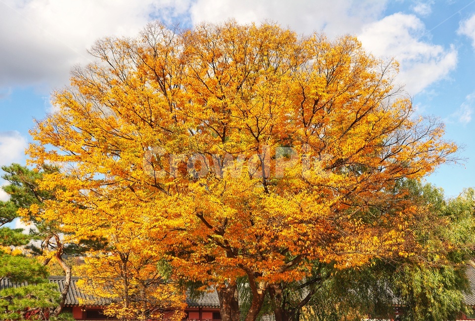 풀,나무,자연,단풍,은행나무,가을,계절,fall,autumn,season,tree,plant,식물,maple