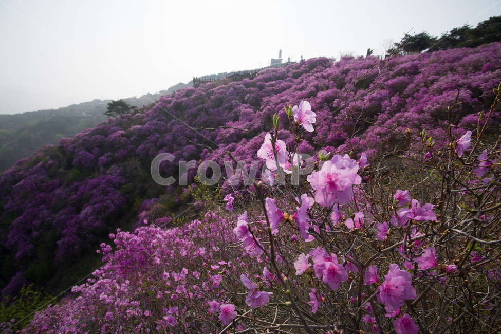 진달래,꽃,개화,만개,배경,배경이미지,바탕,고려산,진달래꽃,고려산정취,4월의고려산,진달래축제
