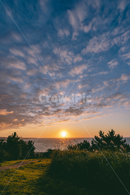 plant,식물,grass,잔디,light,빛,flare,플레어,sunlight,햇빛,노을,일몰,sunset,바다,수평선,sea,억새,자연,풍경,nature,landscape,outdoors,옥외