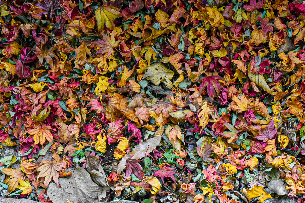 plant,식물,leaf,잎,자연,알록달록,단풍,가을,계절,fall,autumn,season,식물,자연,plants,nature