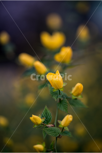 봄꽃,봄,노랑꽃,노랑색,노랑,예쁜꽃,봄,계절,spring,season,식물,자연,plants,nature,꽃,flower,plant