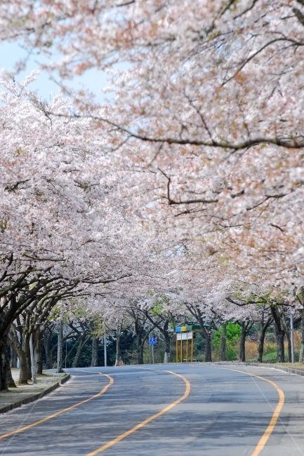 벚꽃,봄,도로,여행,제주도,제주,벚나무,자연,풍경,봄꽃,가로수,길,봄풍경,배경,나무,식물,꽃,한국,봄,계절,spring,season,자연,풍경,nature,landscape,교통,교통수단,traffic,transportation,plant